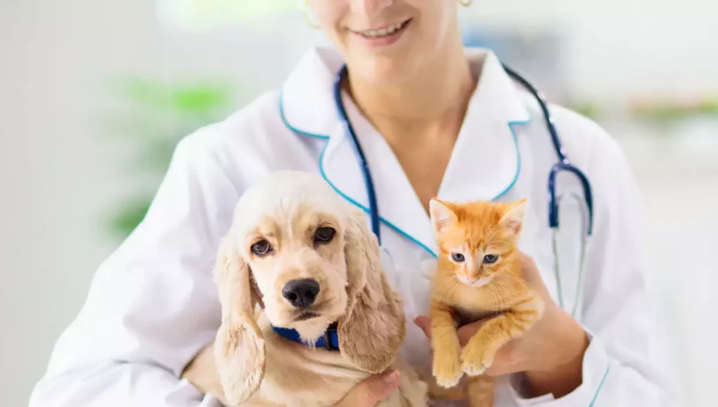 Pet Insurance Everything You Need to Know