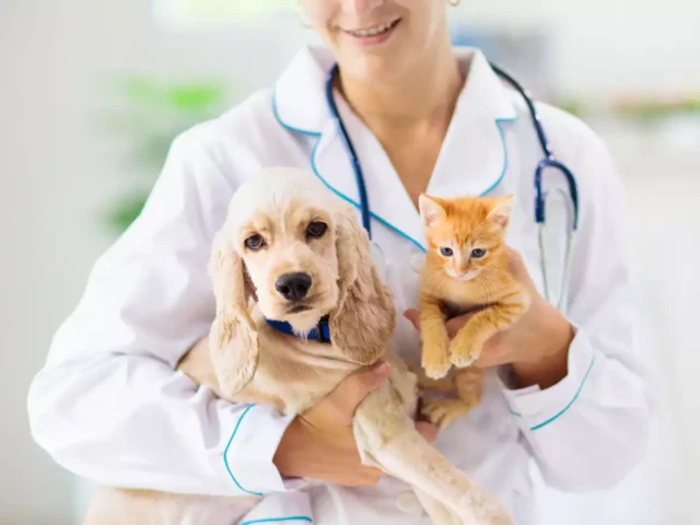 Pet Insurance Everything You Need to Know