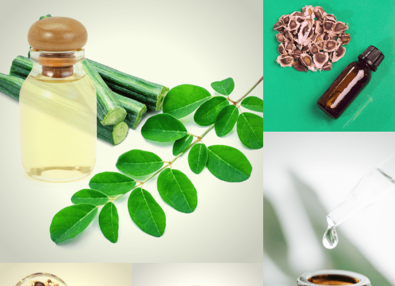 moringa oil bulk